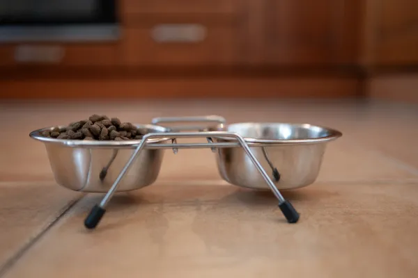 dog food bowl with mounded food free feeding dog