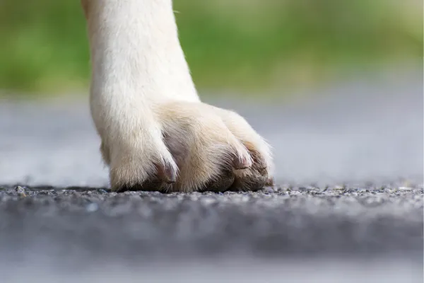 close up of a dogs paw on pavement