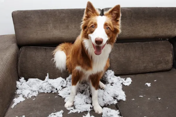 dog in bristol tn with separation anxiety who has torn up a pillow on a couch