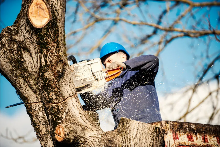 Tree Removal in 