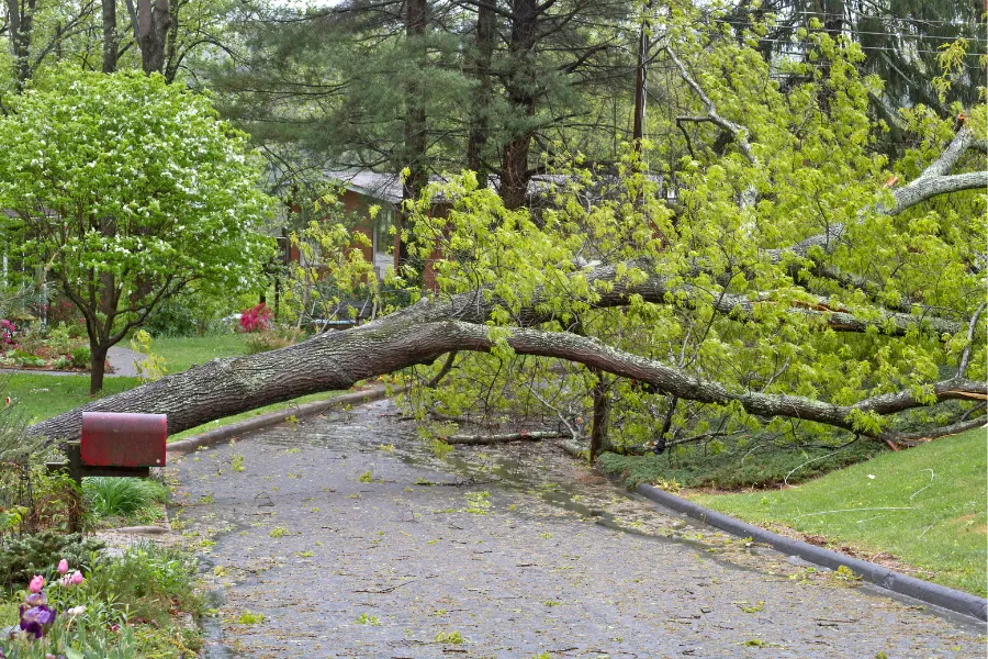 Storm Damage Cleanup in 