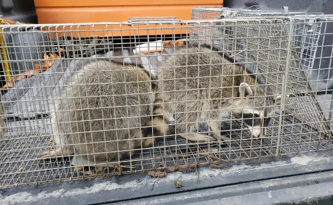 Wildlife Trapping in Winchester, KY
