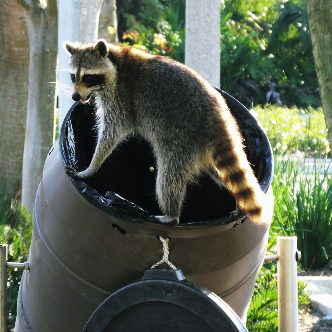 Raccoon Removal in Winchester, KY