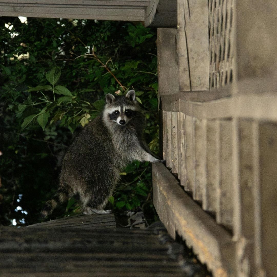 Winchester, KY Raccoon Removal
