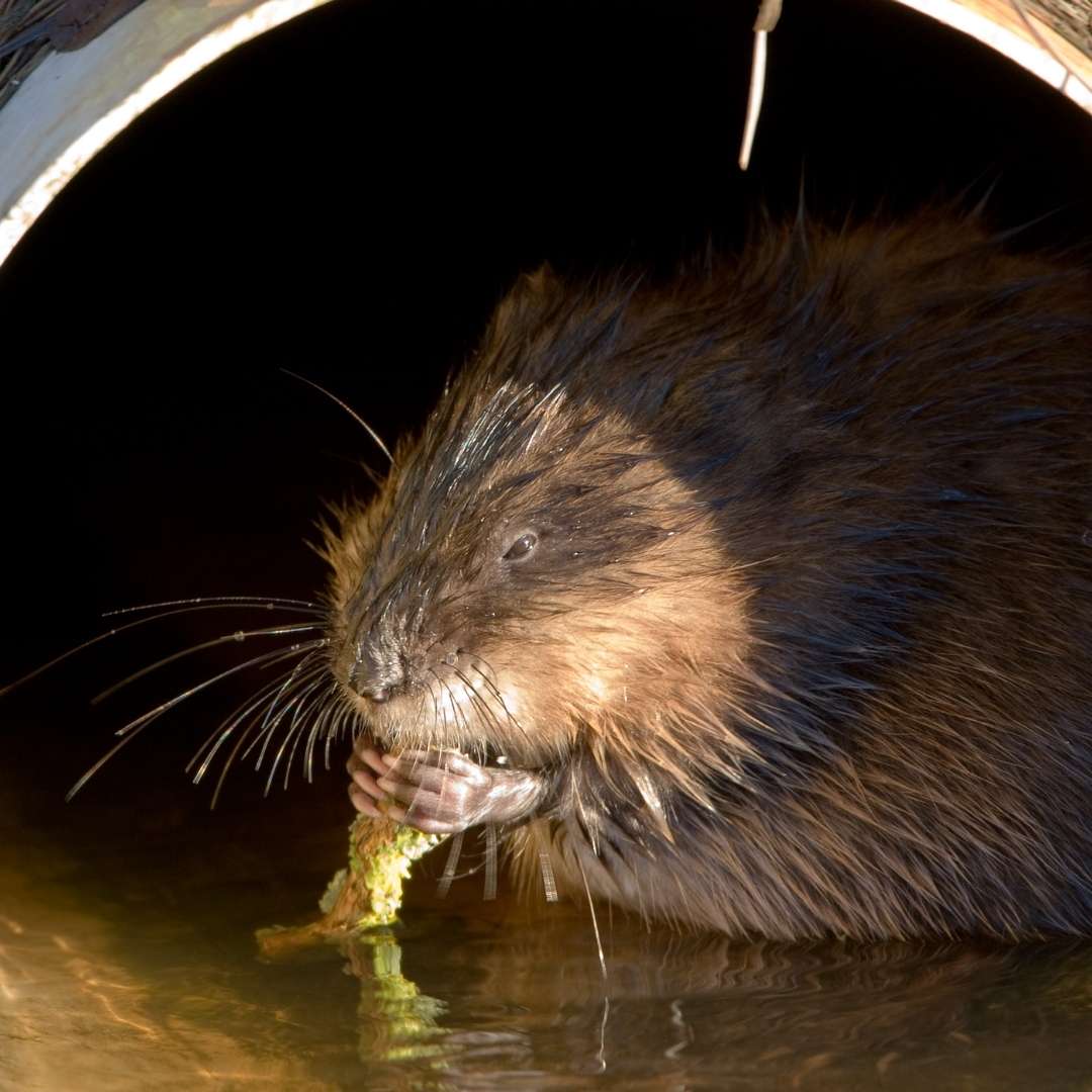 Muskrat Removal in Winchester, KY