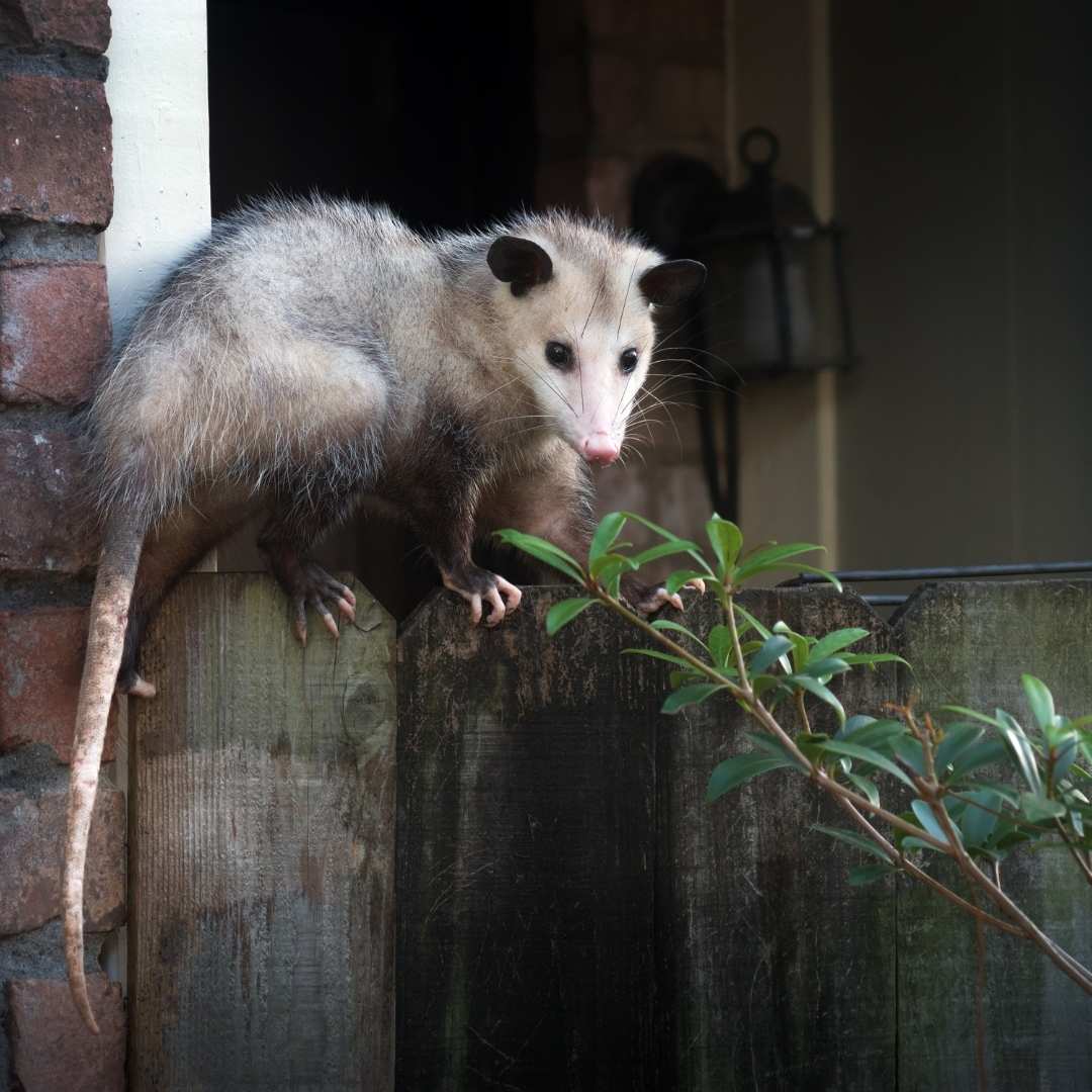 Winchester, KY Opossum Removal