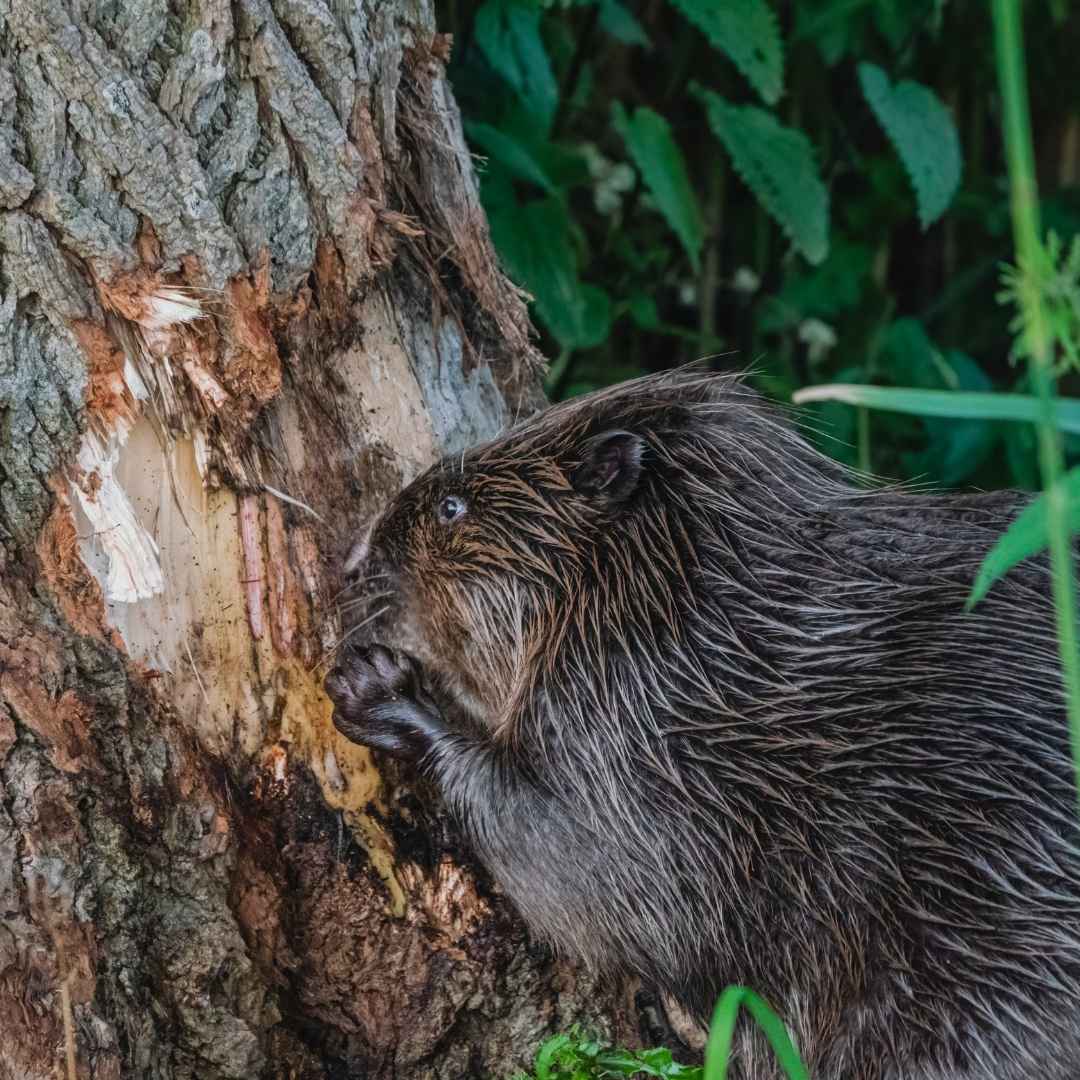 Winchester, KY Beaver Removal