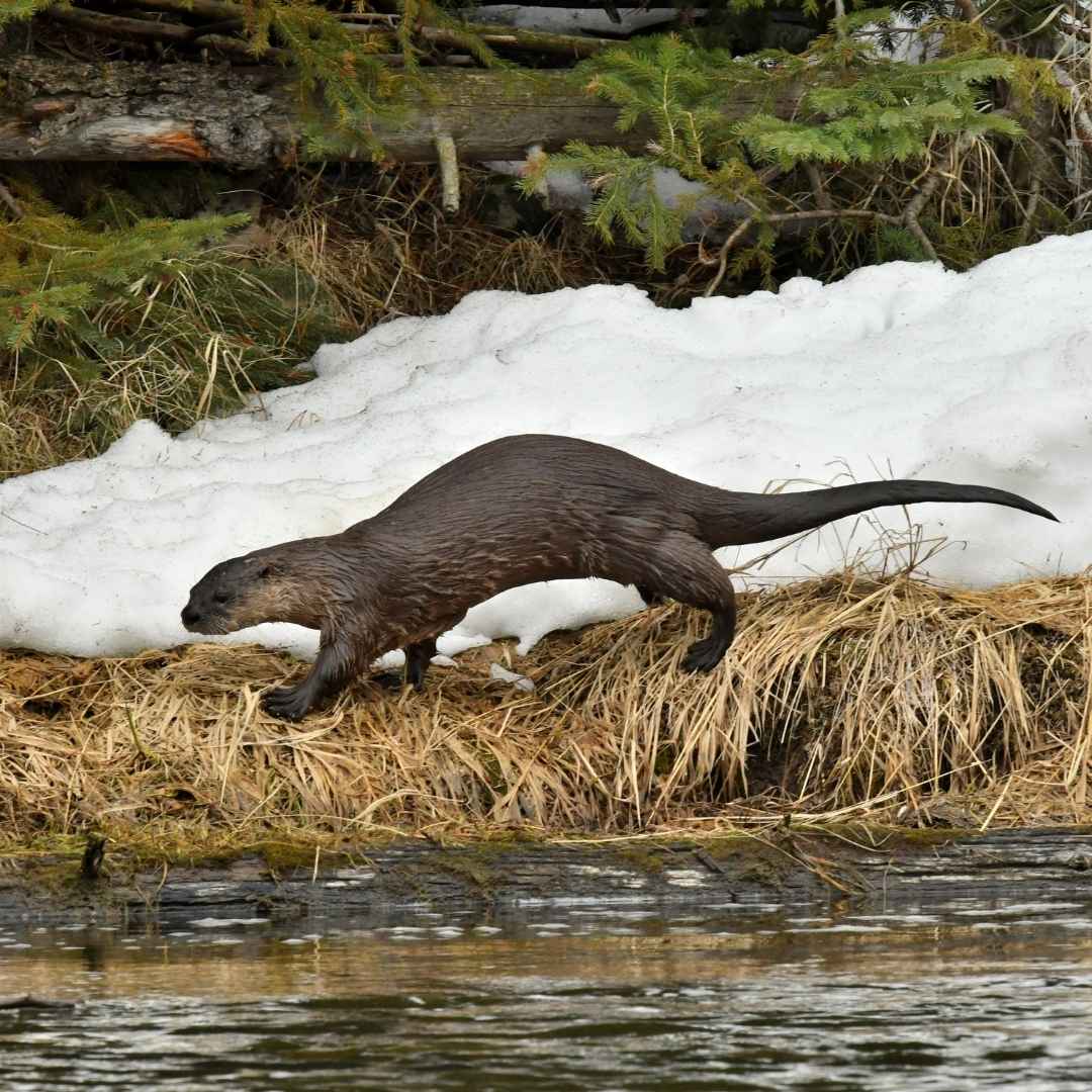 Winchester, KY Otter Removal