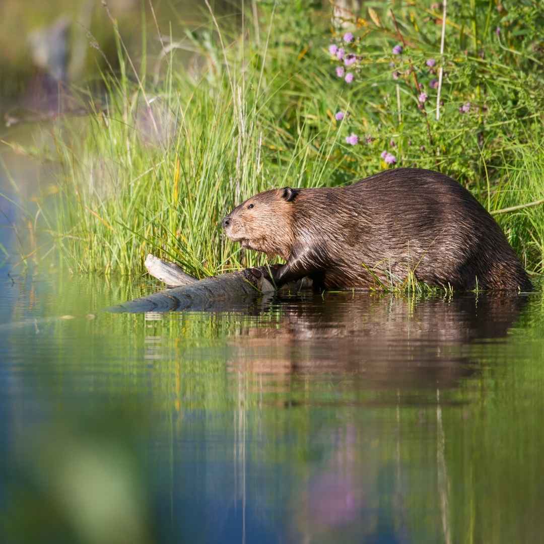 Beaver Removal in Winchester, KY