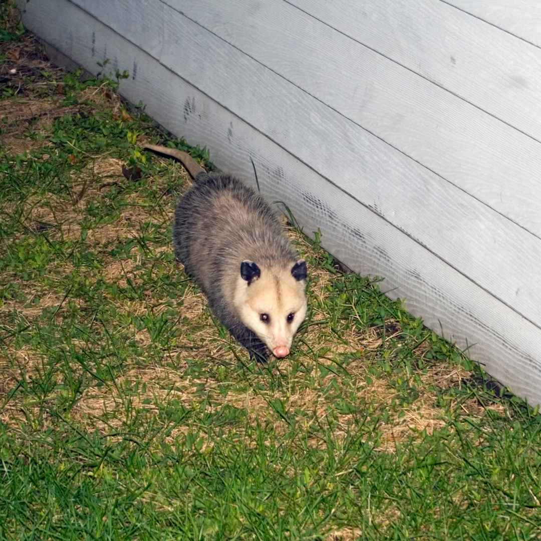 Opossum Removal in Winchester, KY