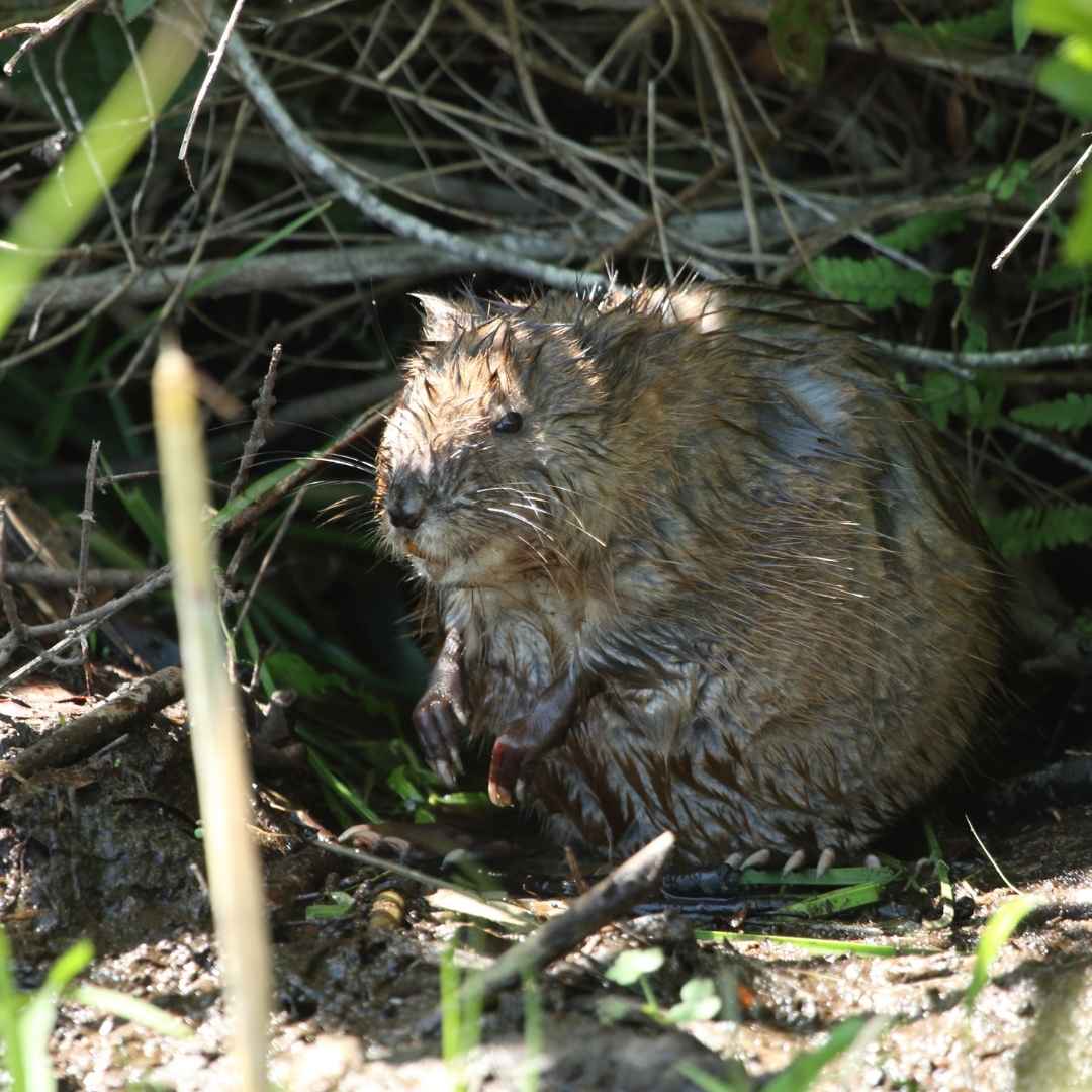 Winchester, KY Muskrat Removal