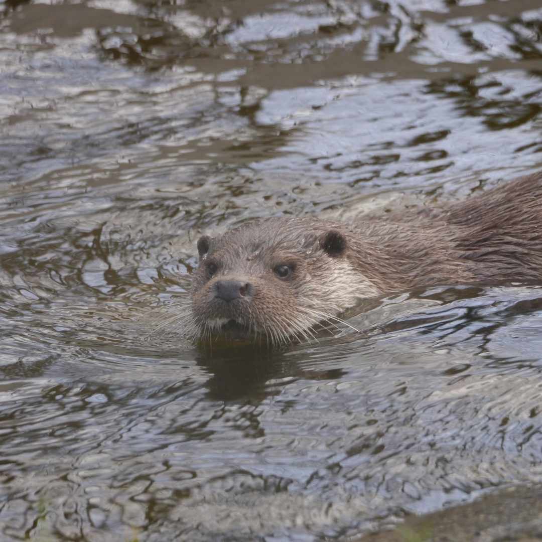 Otter Removal in Winchester, KY