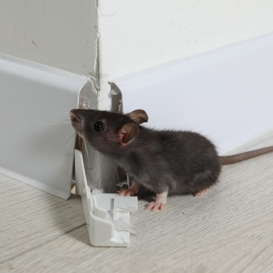 Wildlife Control in Winchester, KY