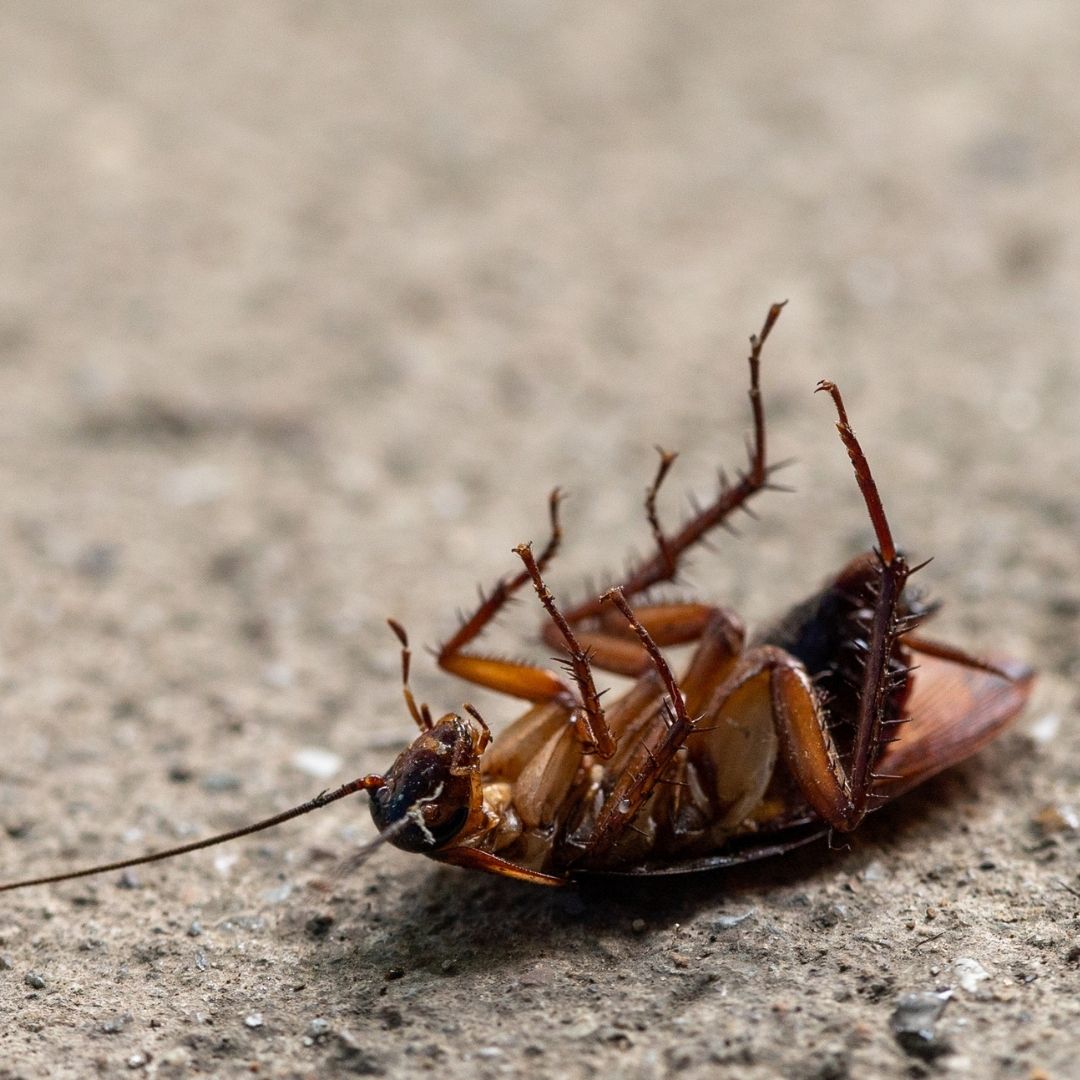 Pest Control in Georgetown, KY