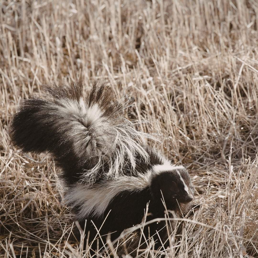 Wildlife Control in Frankfort, KY