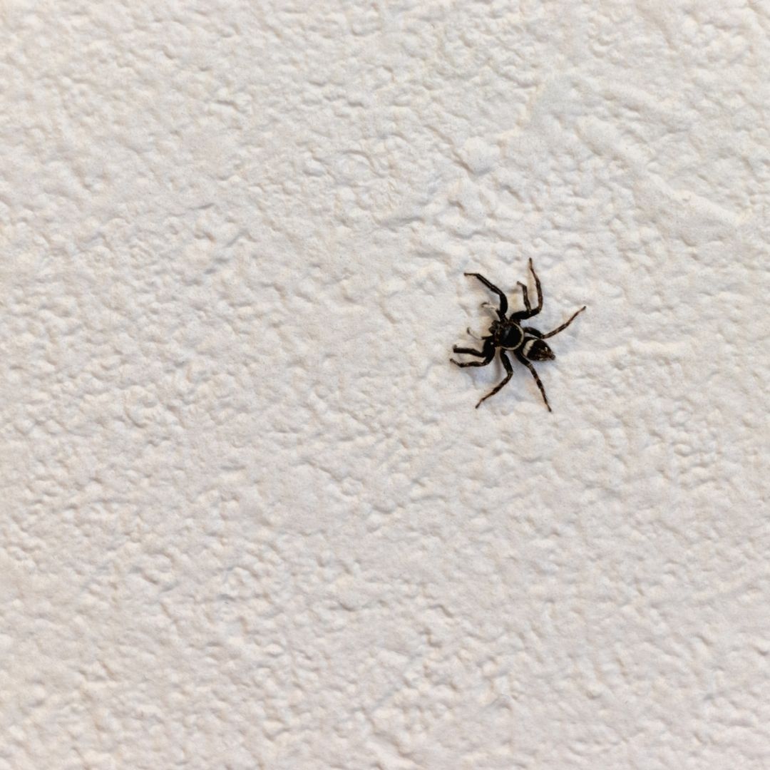 Spider on a wall