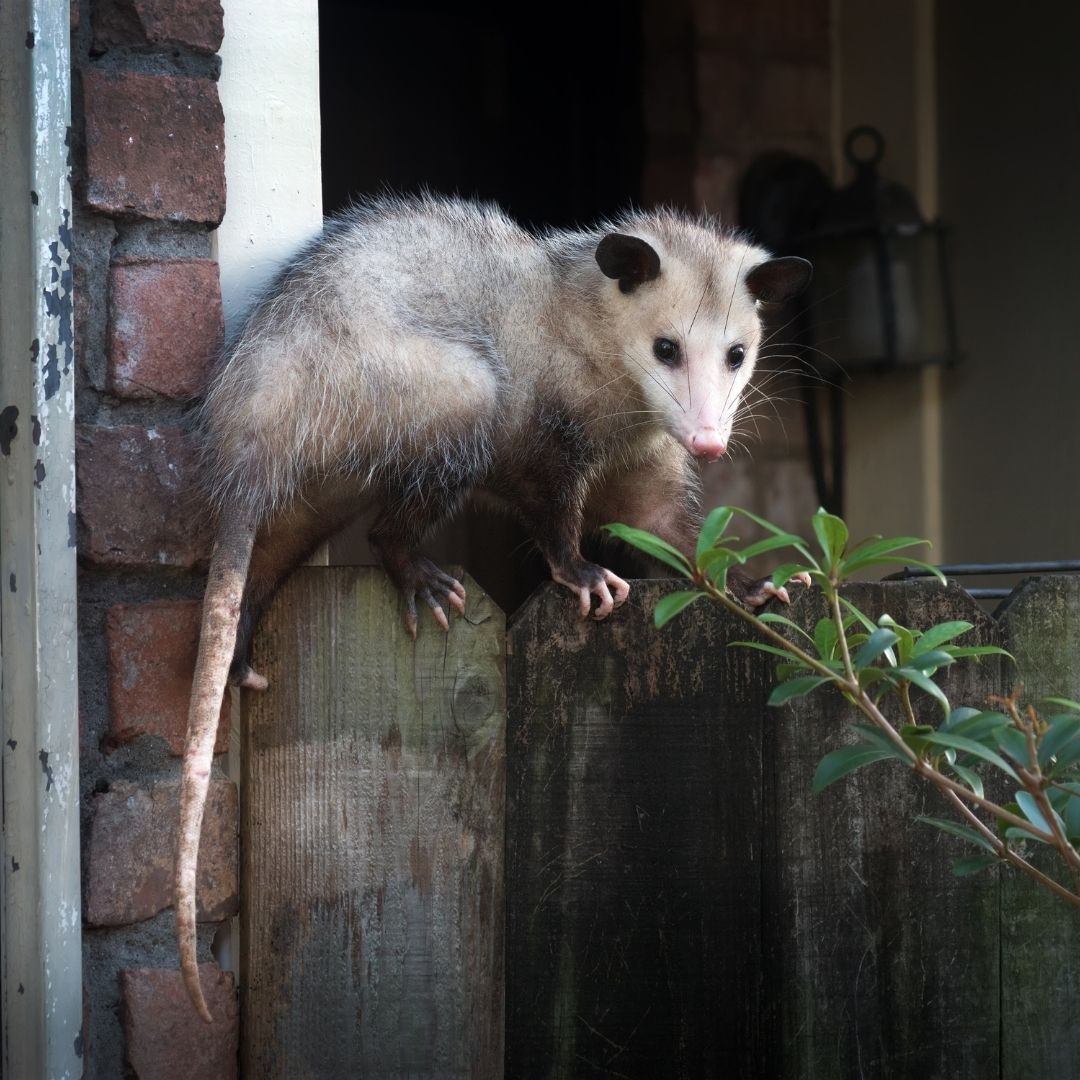 Wildlife Control and Pest Control in Versailles, KY