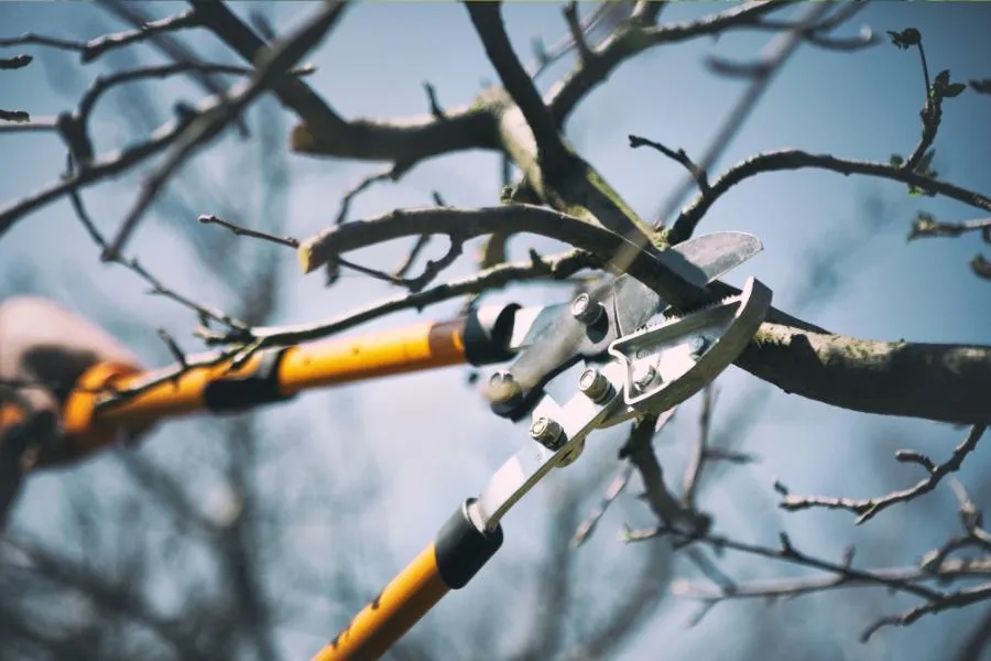 Tree Pruning