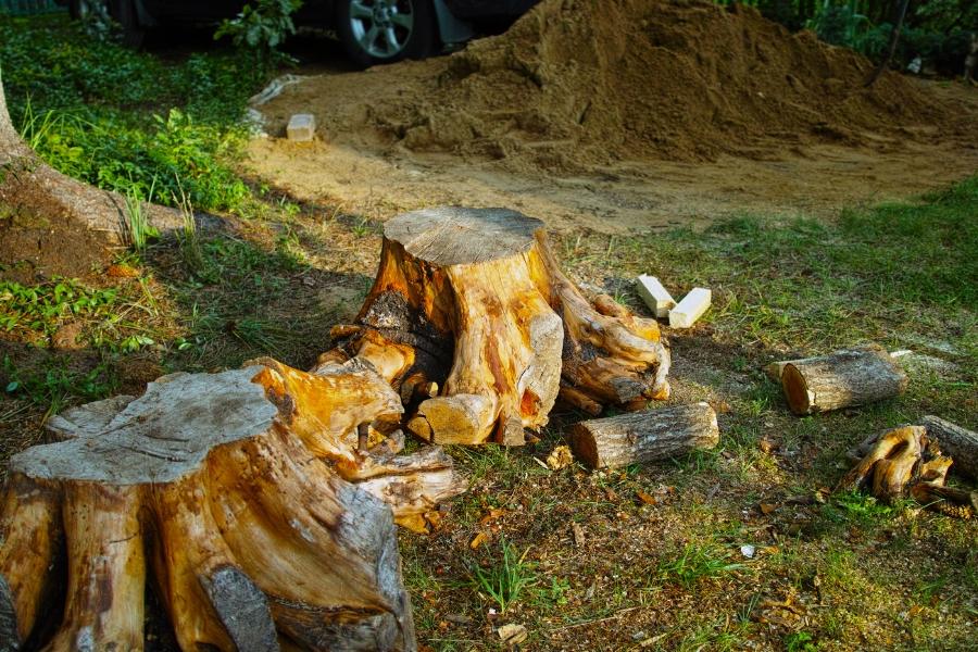 Tree Removal