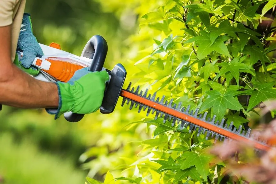 Tree Trimming