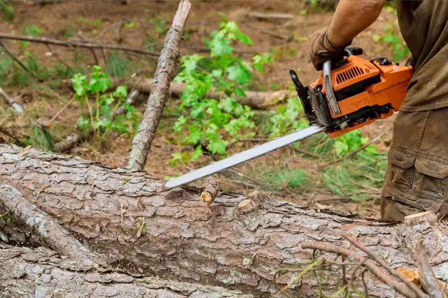 Emergency Tree Cleanup