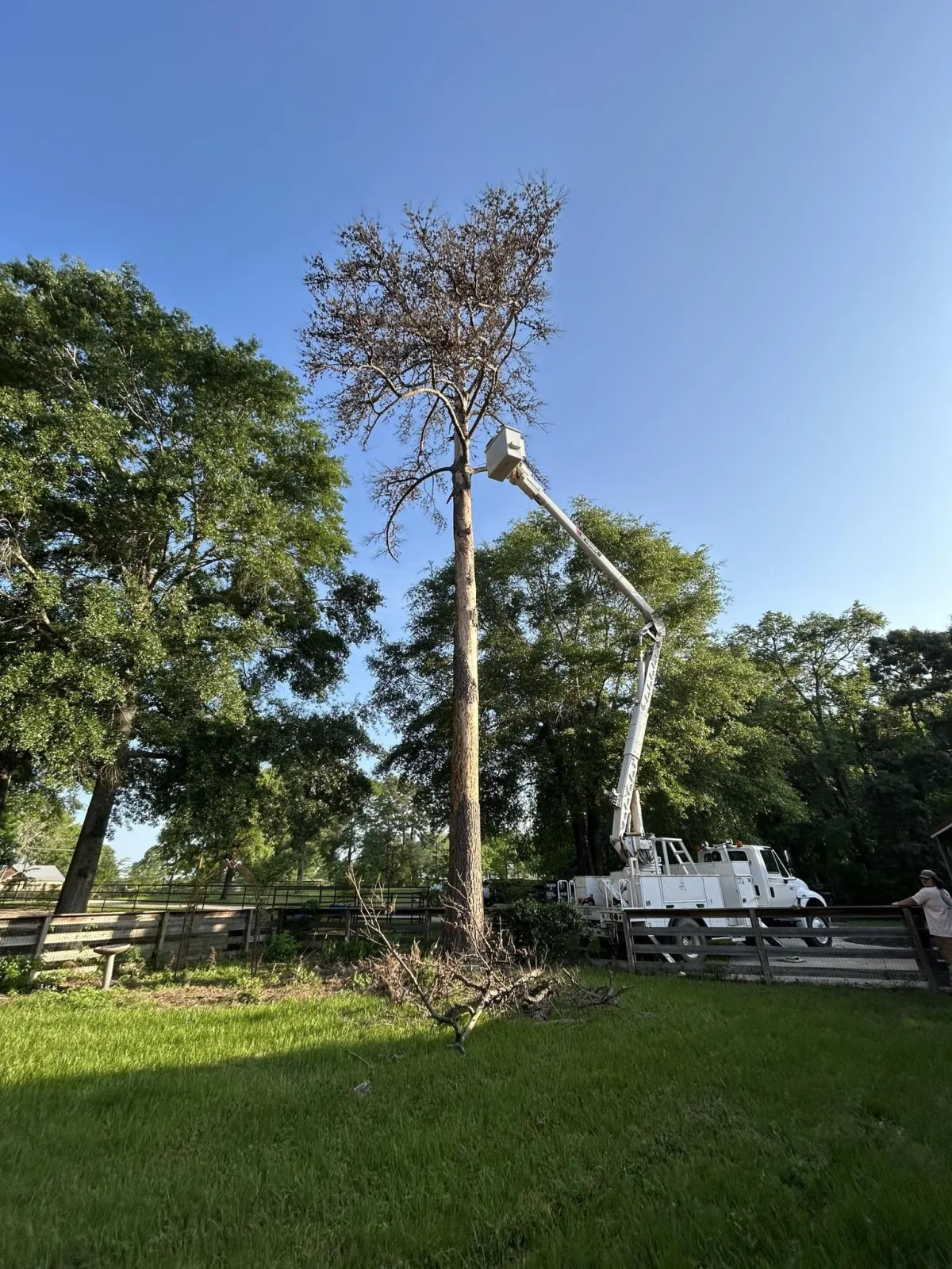 Tree Removal