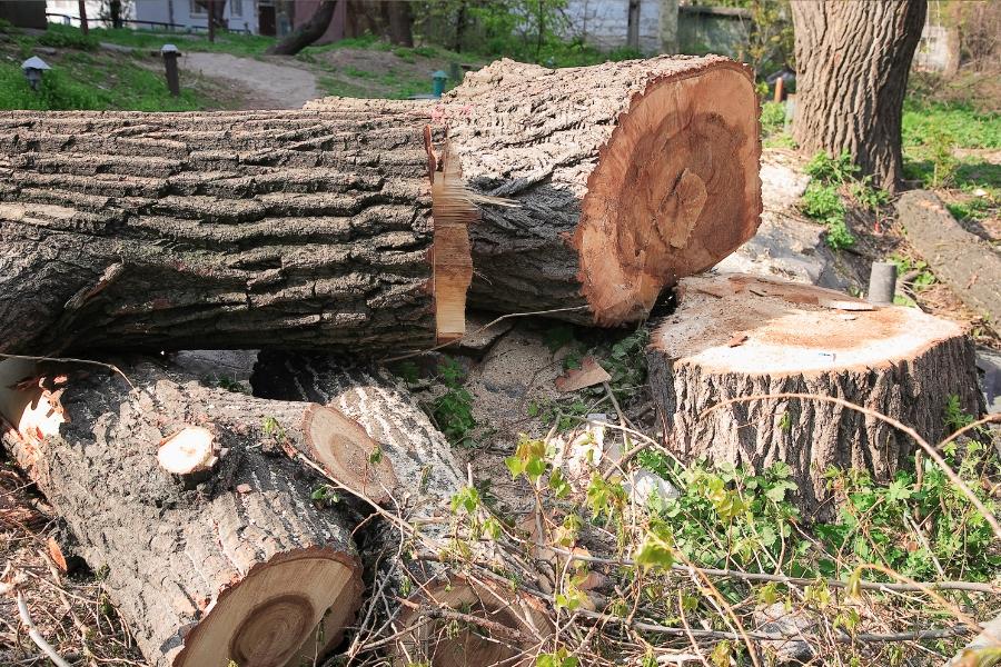 Tree Removal