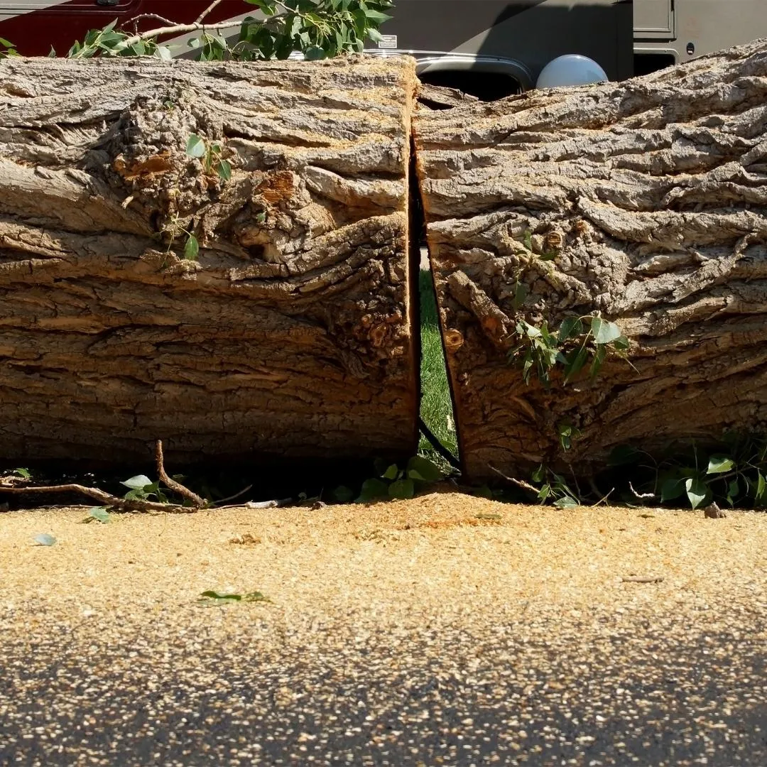 Tree Removal