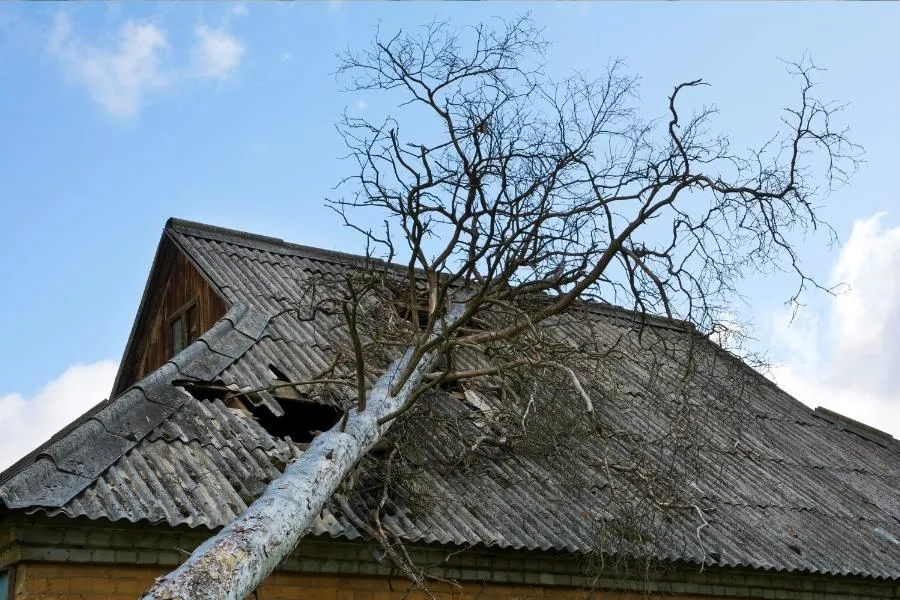 Emergency Tree Removal