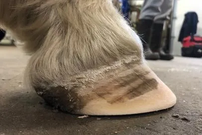 Nature's Touch NHC | Hoof after natural horse care