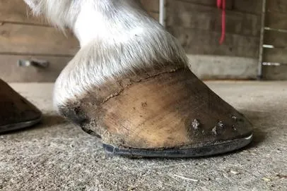 Nature's Touch NHC | Imbalanced hoof before