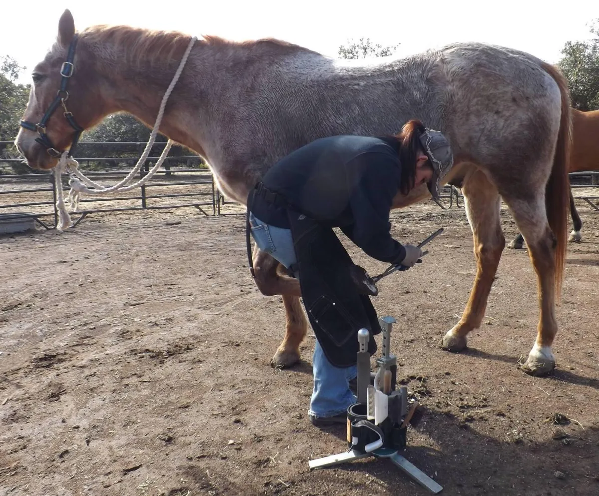 Nature's Touch NHC Paige Wilfert provides experienced, compassionate, and functional hoof care.