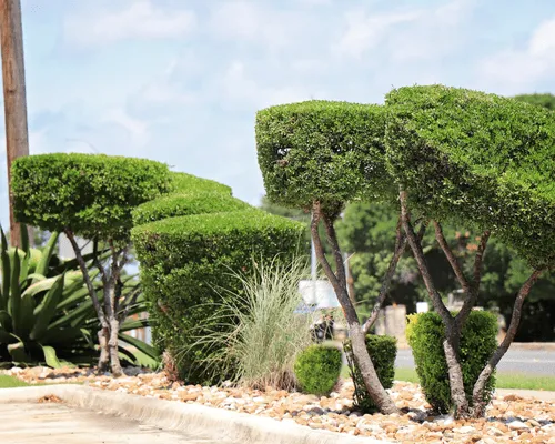 Landscape Maintenance Austin, TX