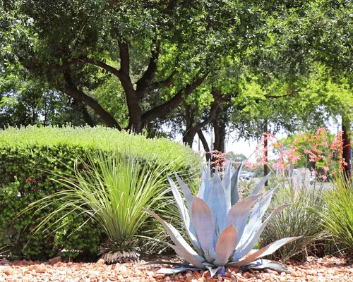 Landscape Installation Austin, TX