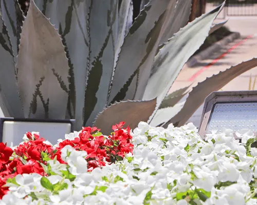 Limestone Border Beds Austin, TX