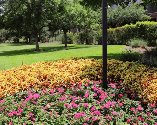 Landscaping Austin, TX