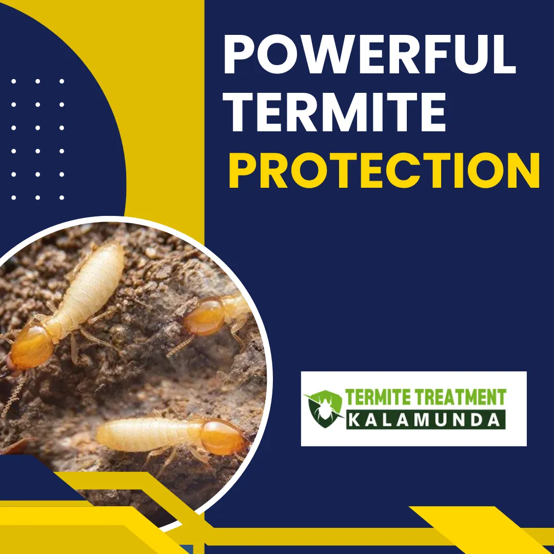 termite control solution