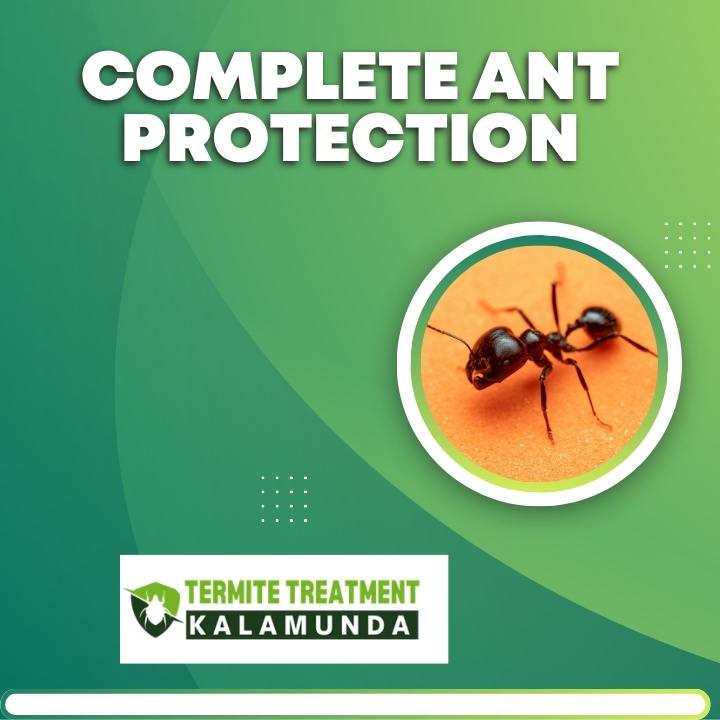 Ant control home protection