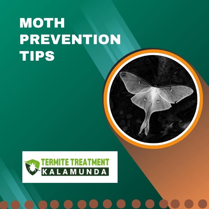 Protect clothes from moths