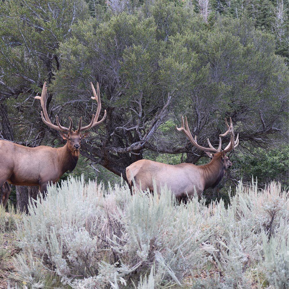 2 big bull elk in sage brush