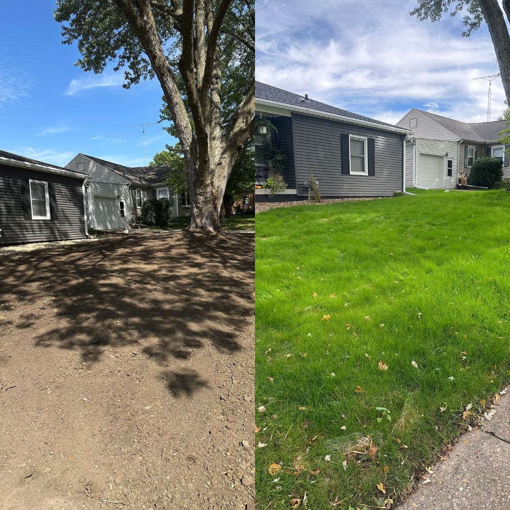 Lawn restoration in Iowa City Iowa showing before and after improvement of grass condition