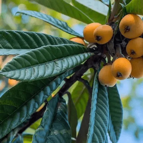 Loquat Leaf