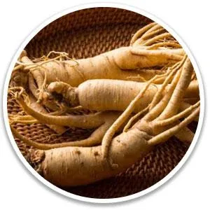 White Korean Ginseng