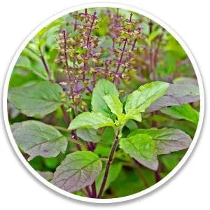 Holy Basil