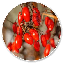 Berberine