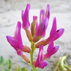 Astragalus Root Extract