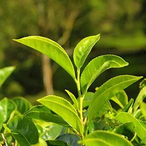 Green Tea Leaf Extract