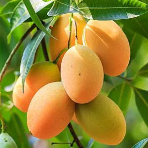 African Mango Fruit Extract