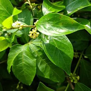 Gymnema Leaf Extract