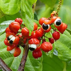 Guaranã Seed Extract